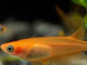 Популярные аквариумные рыбки