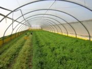 Применение полиэтиленовой плёнки в сельском хозяйстве