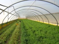 Применение полиэтиленовой плёнки в сельском хозяйстве