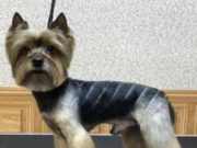 Как правильно подстричь собаку: модели стрижек