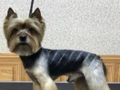 Как правильно подстричь собаку: модели стрижек