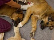 Где лучше всего усыпить собаку?