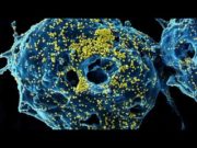 Новый способ распространения вируса SARS-CoV-2 по человеческому организму