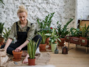 Правильный уход за комнатными цветами