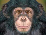 Планета Обезьян: открой экзотический мир обитателей живой природы