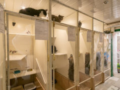 Зачем существует гостиница для кошек?