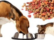 Где купить хорошие корма для домашних животных?