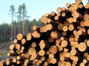 Казахстан запретил вывоз леса с территории страны