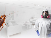 Дезинсекция тараканов: преимущества услуги