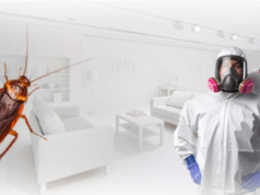 Дезинсекция тараканов: преимущества услуги