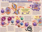 Существуют ли особенности фармакологического действия препарата Циклоферон?