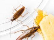 Как быстро и эффективно уничтожить тараканов