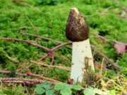 Лечебные свойства гриба Веселки