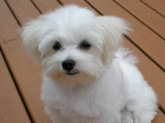 Мальтийская болонка: особенности содержания и ухода